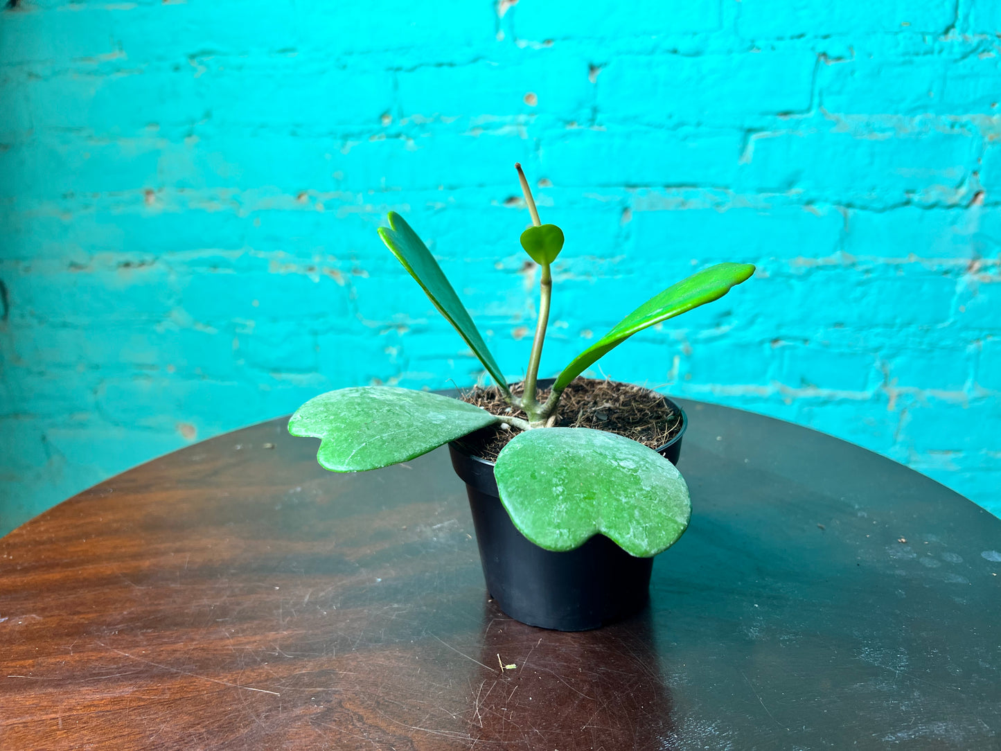 Hoya Kerri “Heart Rope”