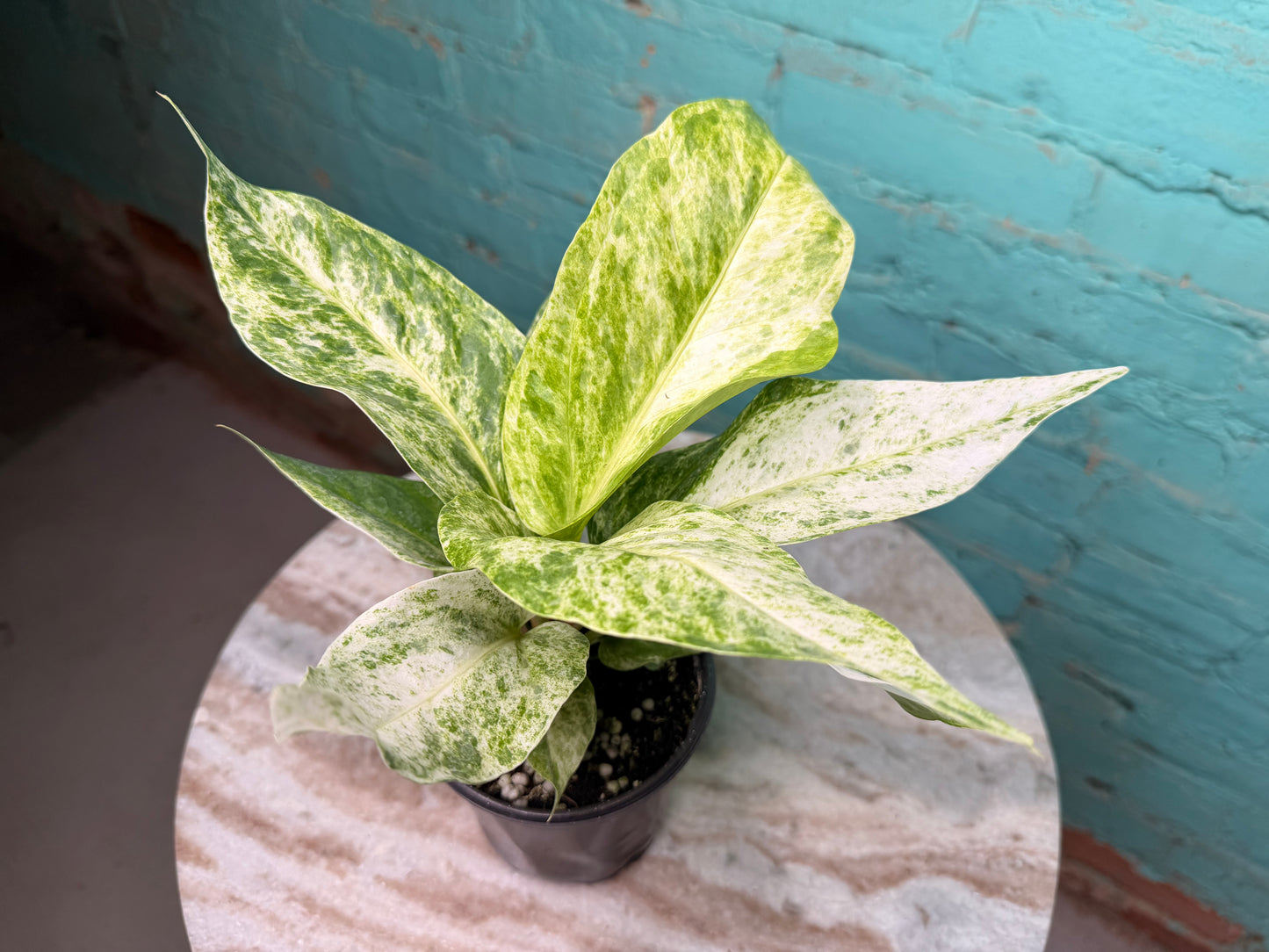 Anthurium Hookeri Variegated 4”