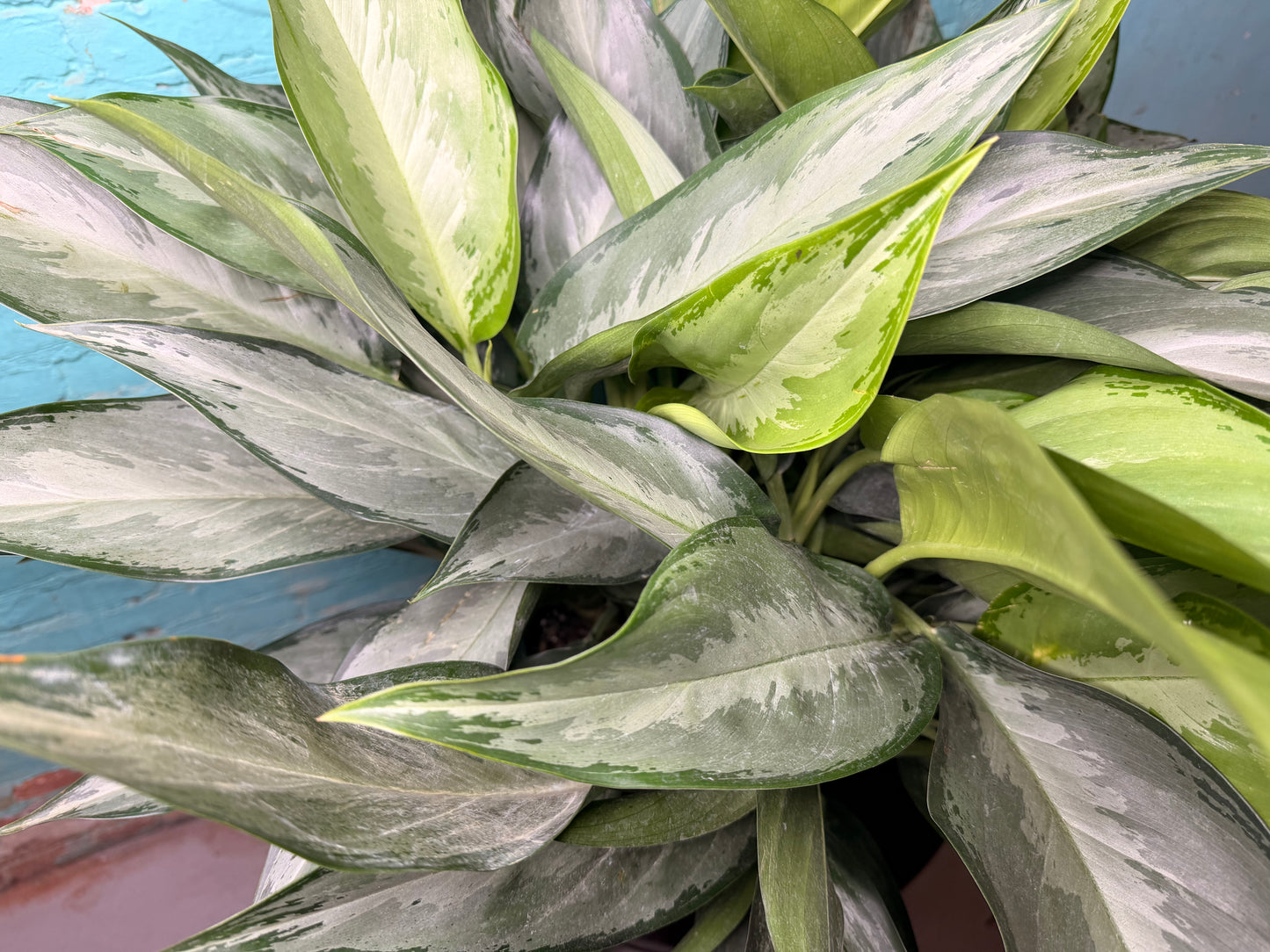 Aglaonema Silver Bay 10”