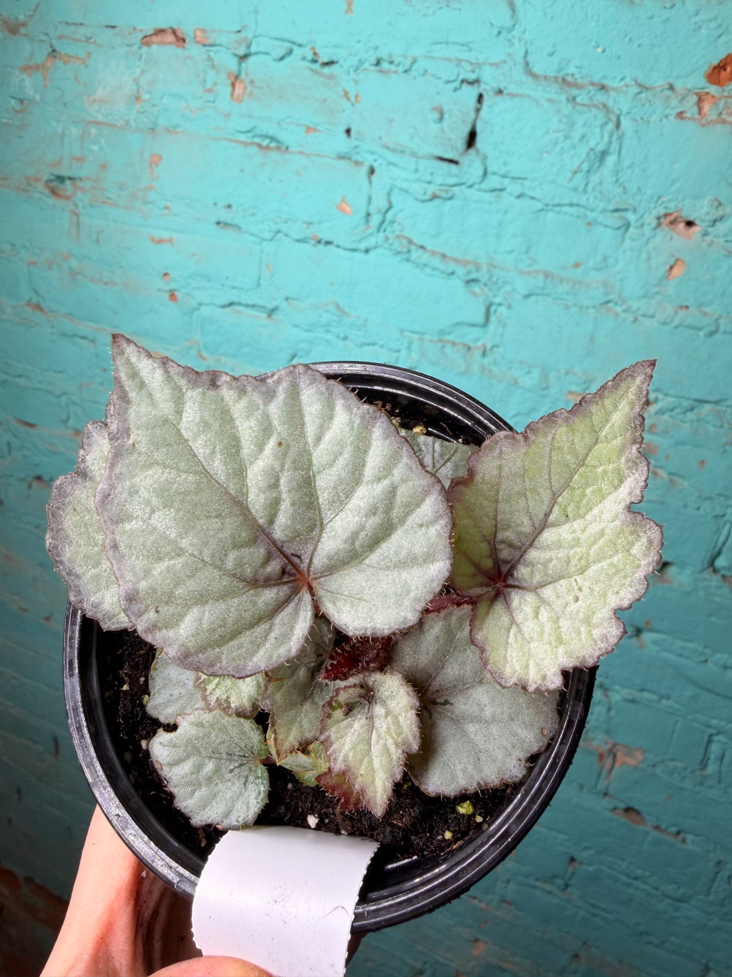 Begonia Rex “Fiji” 4”