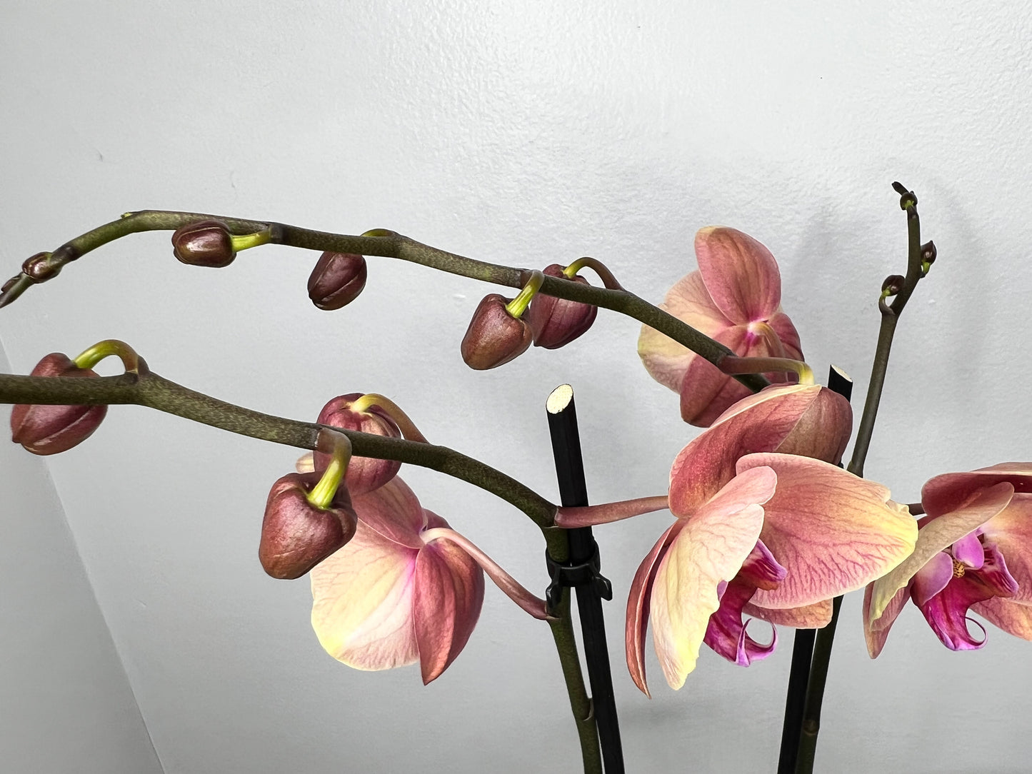 Plalaenopsis Orchid (Moth Orchid) Double Stem