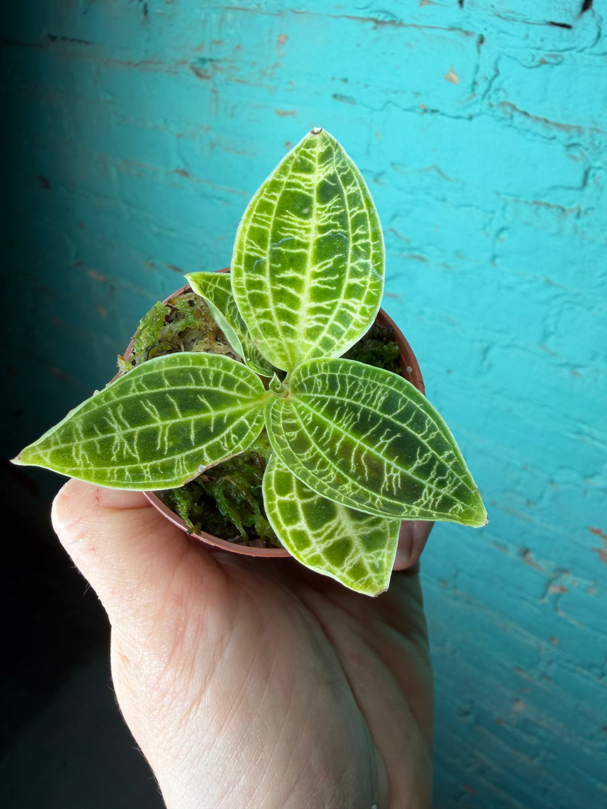 Jewel Orchid- Macodes Petola