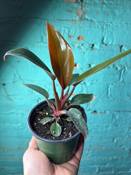 Philodendron Red Congo 4”