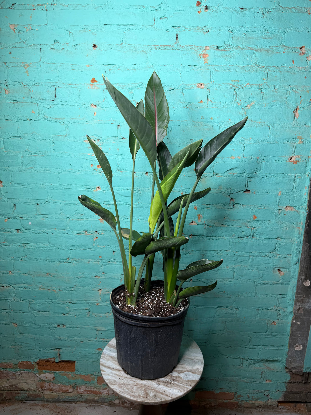 Bird Of Paradise-Orange 10” 39”-41”