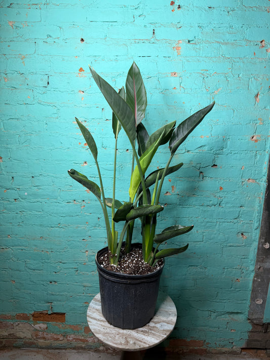 Bird Of Paradise-Orange 10” 39”-41”