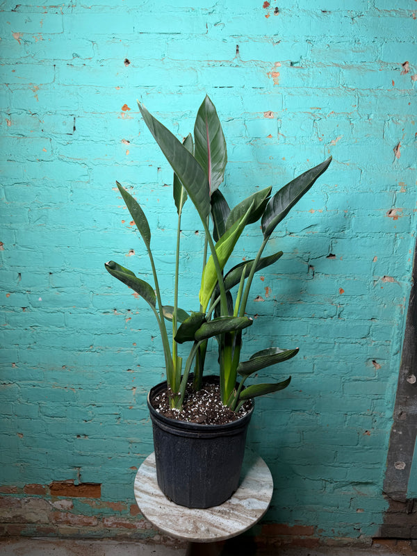 Bird Of Paradise-Orange 10” 39”-41”