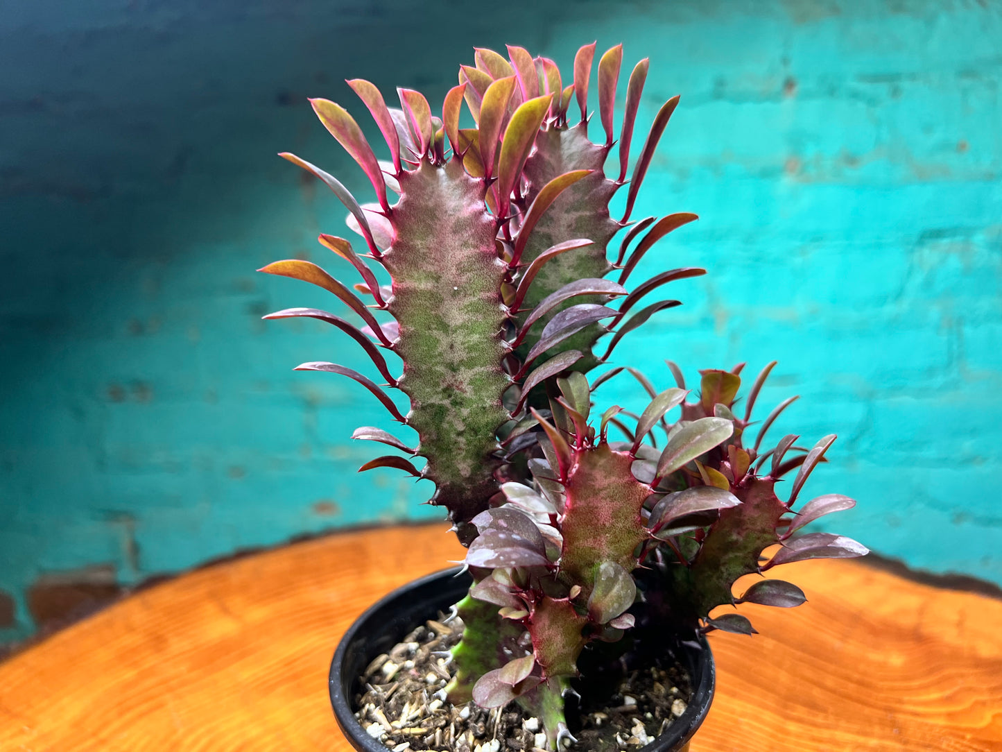 Euphorbia Trigonia Red 4”