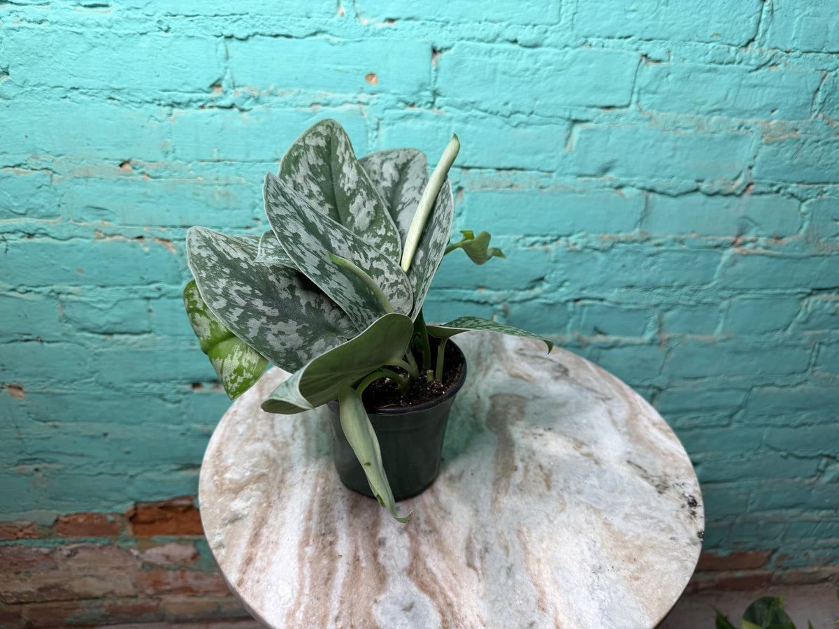 Scindapsus Pictus (Satin Pothos) 4”