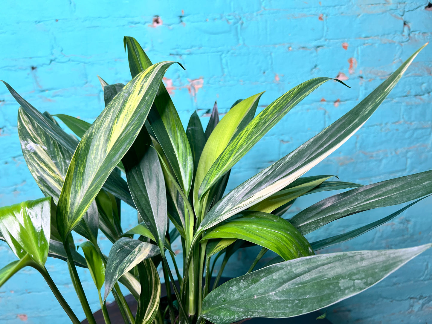 Epipremnum Amplissimum Variegated 6”