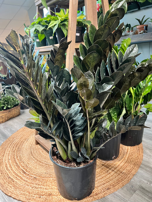 Raven ZZ Plant 10”