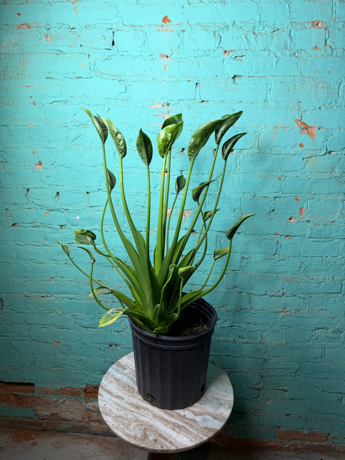 Alocasia Tiny Dancer 8”