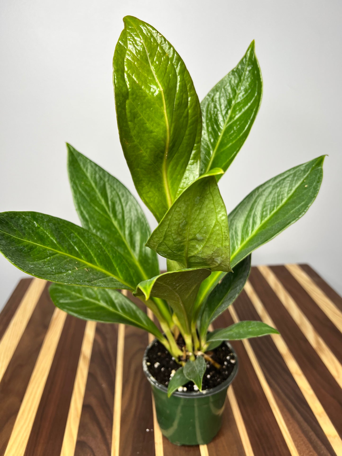 Anthurium Cobra