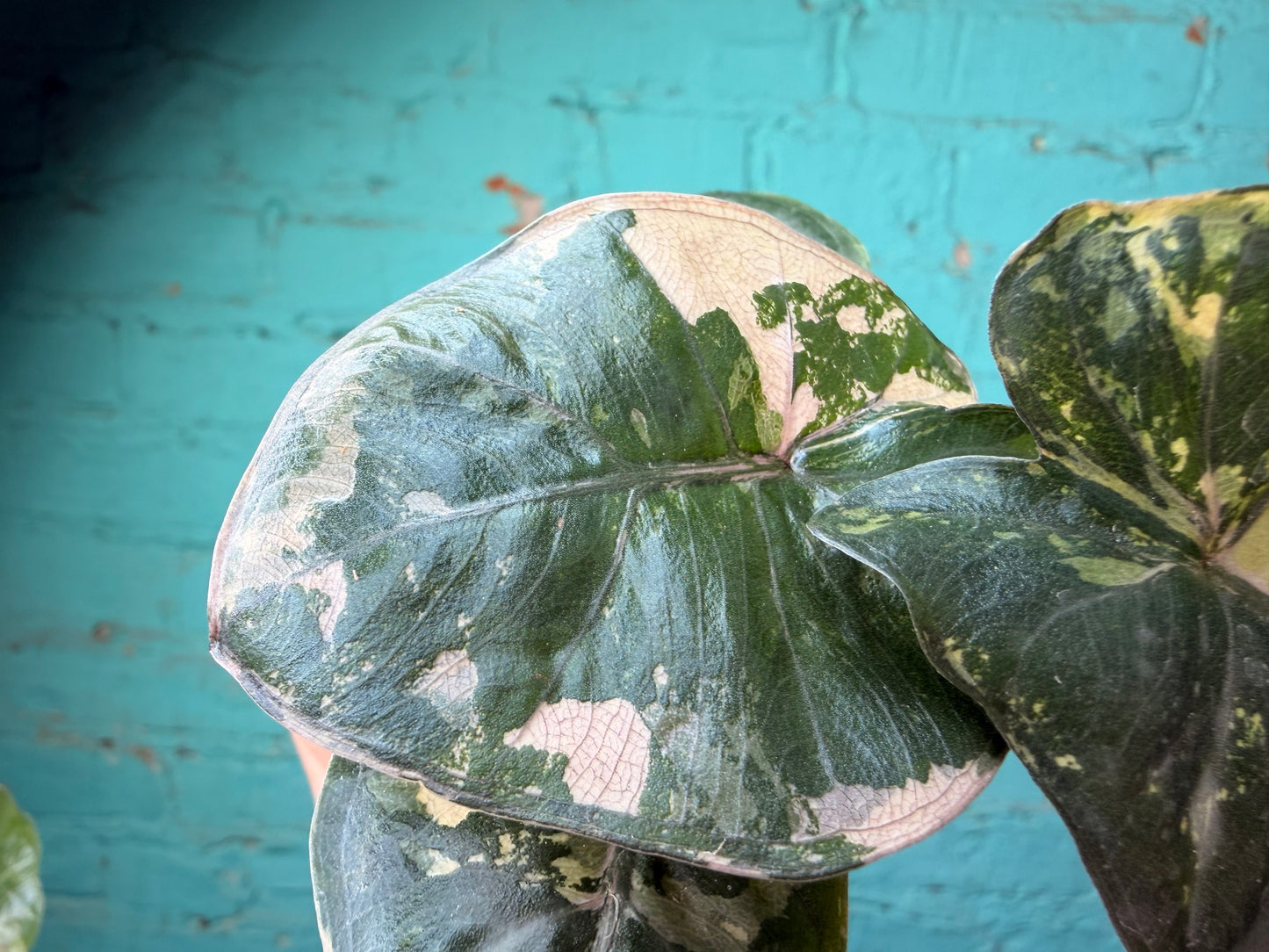 Alocaisa Yucatán Princess Variegated Pink 4”