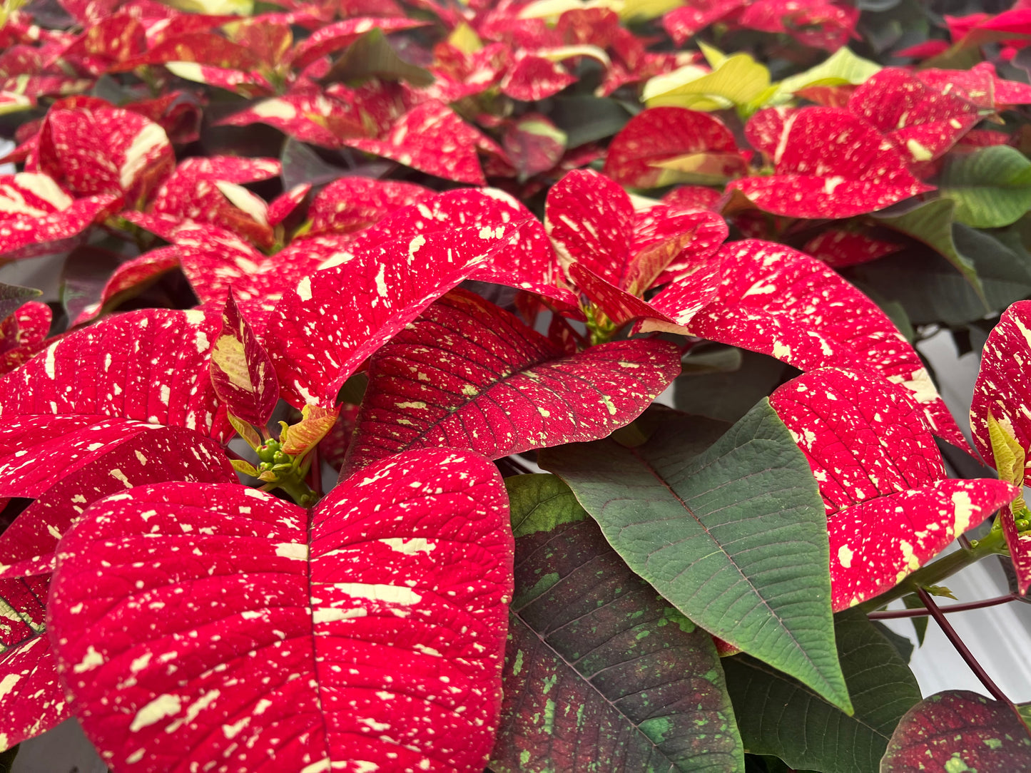 Poinsettia 4”Speckled