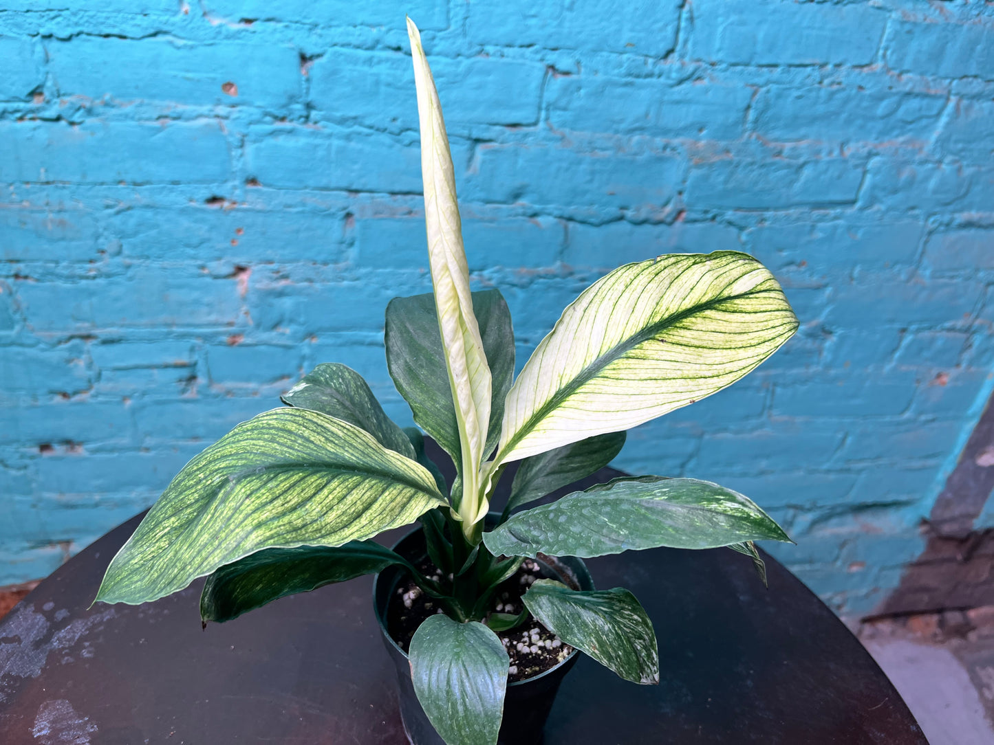 Spathiphyllum Sensation Mint 4”