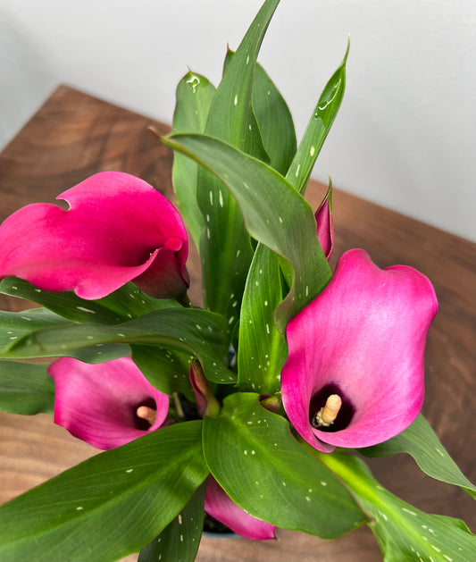 Calla Lily