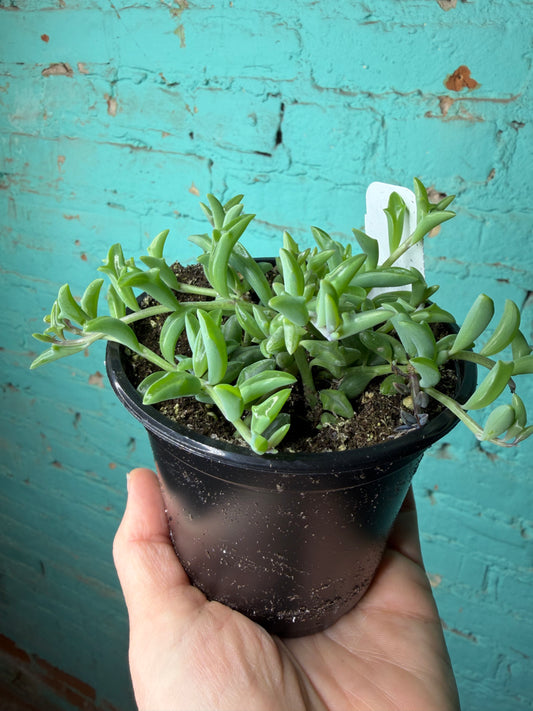 String of Bananas 4”