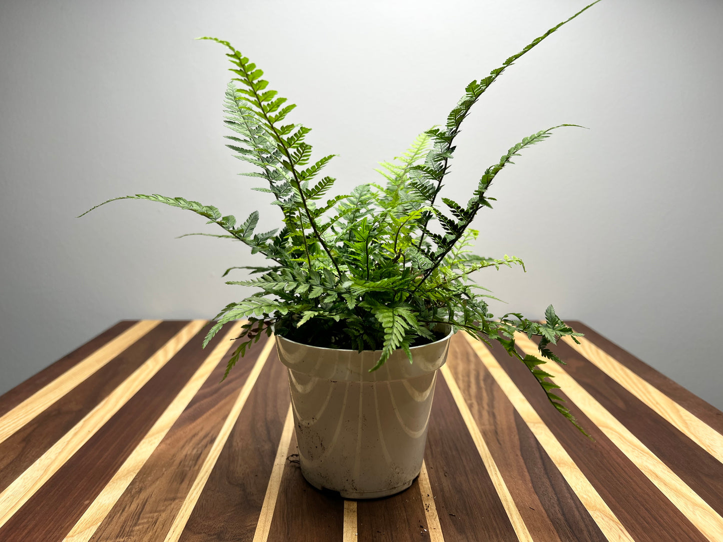 Rabbit foot fern 4”