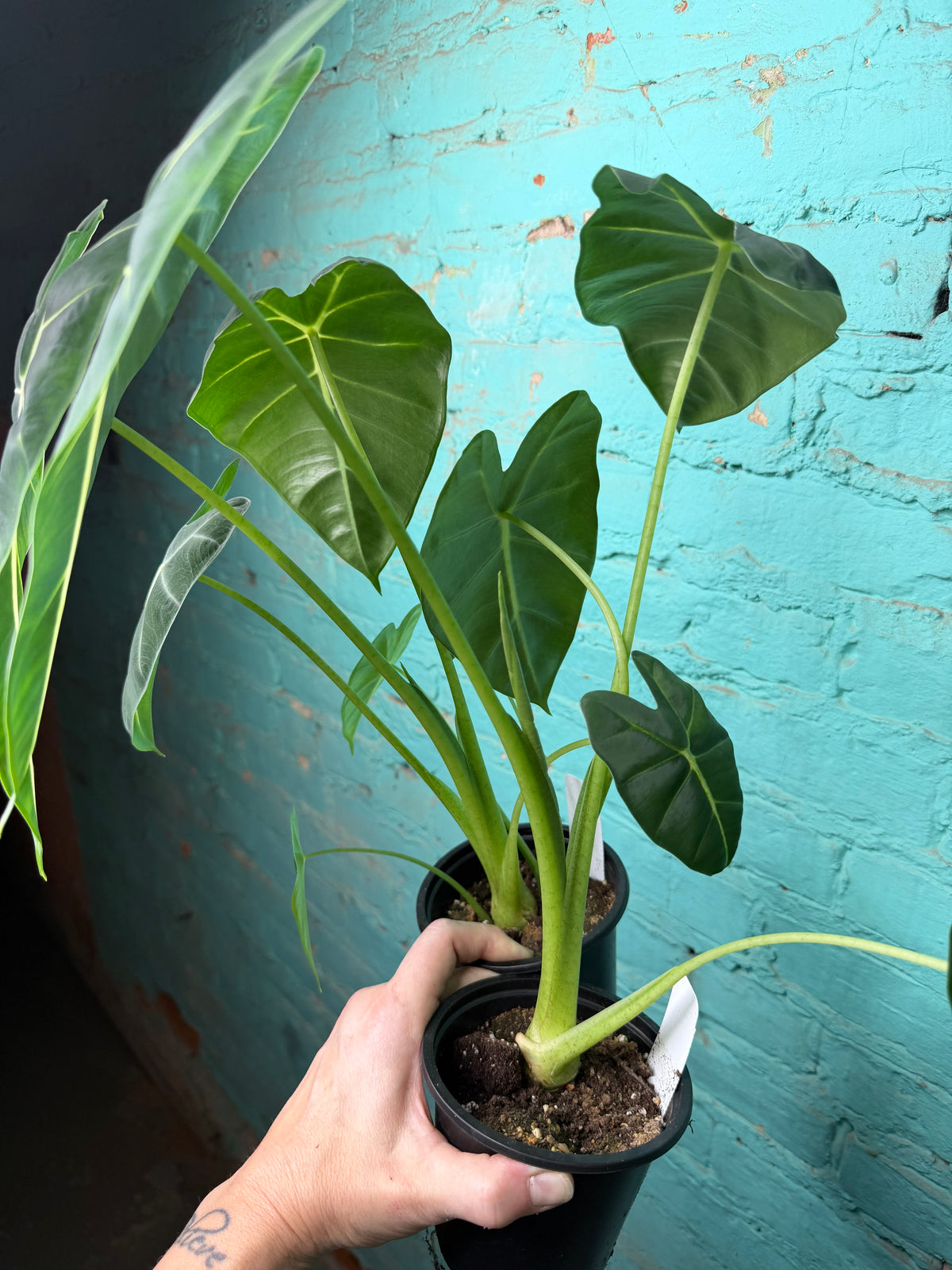 Alocasia Frydrek 4”