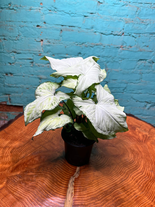 Syngonium-Pixie