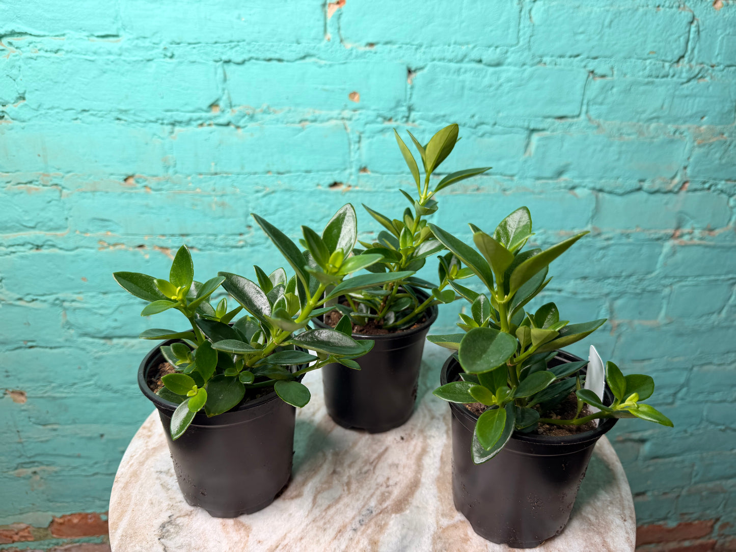Nematanthus ‘Goldfish Plant’ 4”