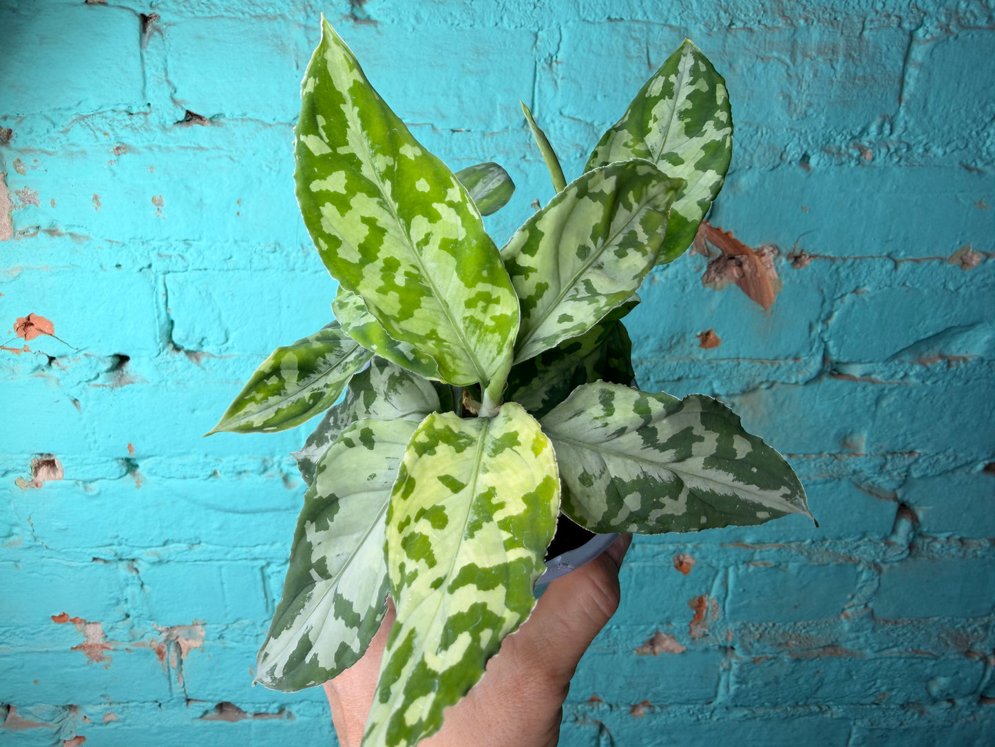 Aglaonema Pictum Whites 4”