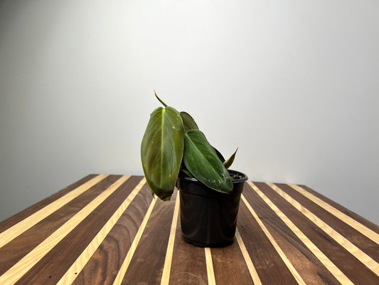 Philodendron Gigas