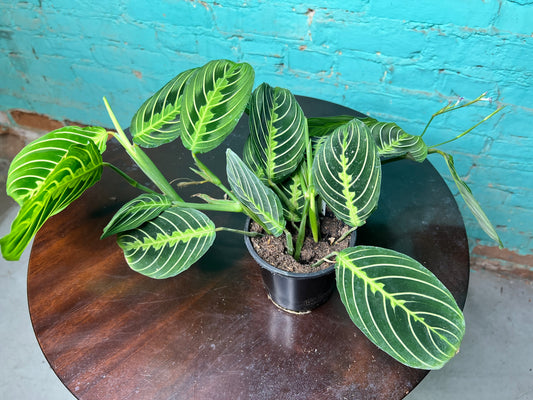 Maranta Prayer Plant lemon lime