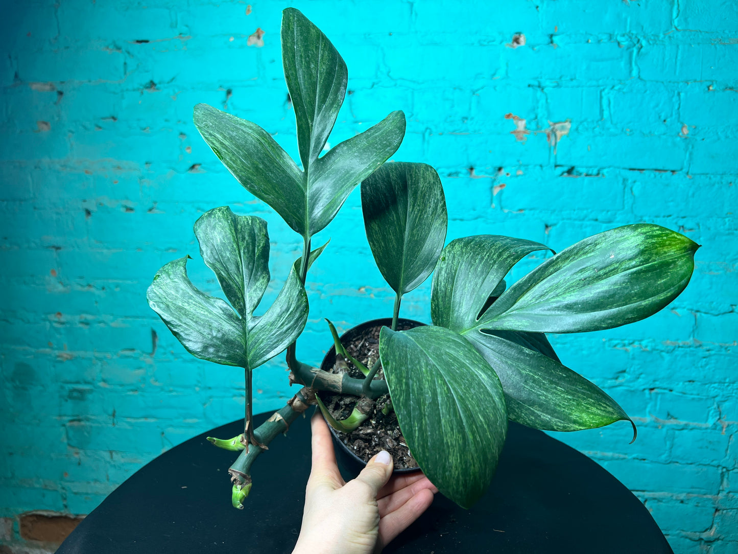Monstera Decursiva Variegated 6” “Dragon Tail”