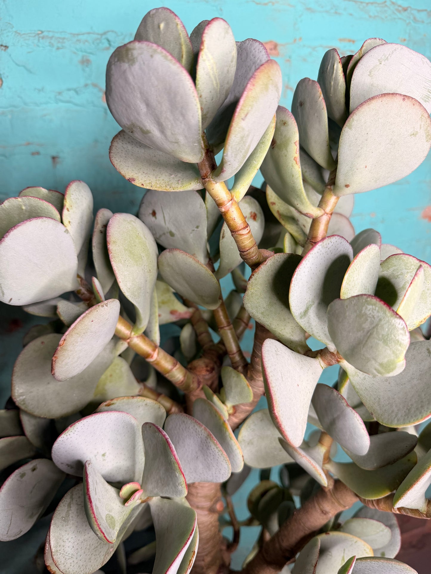 Jade Silver Dollar 10”