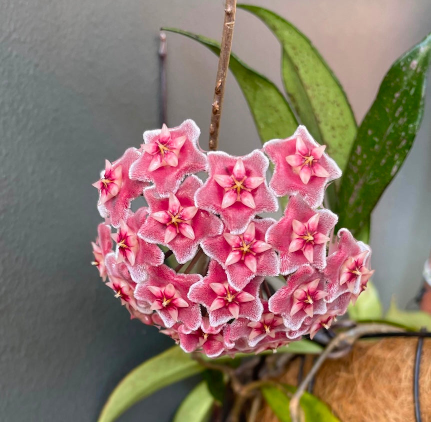 Hoya Silver Splash hybrid (Pubicalyx)