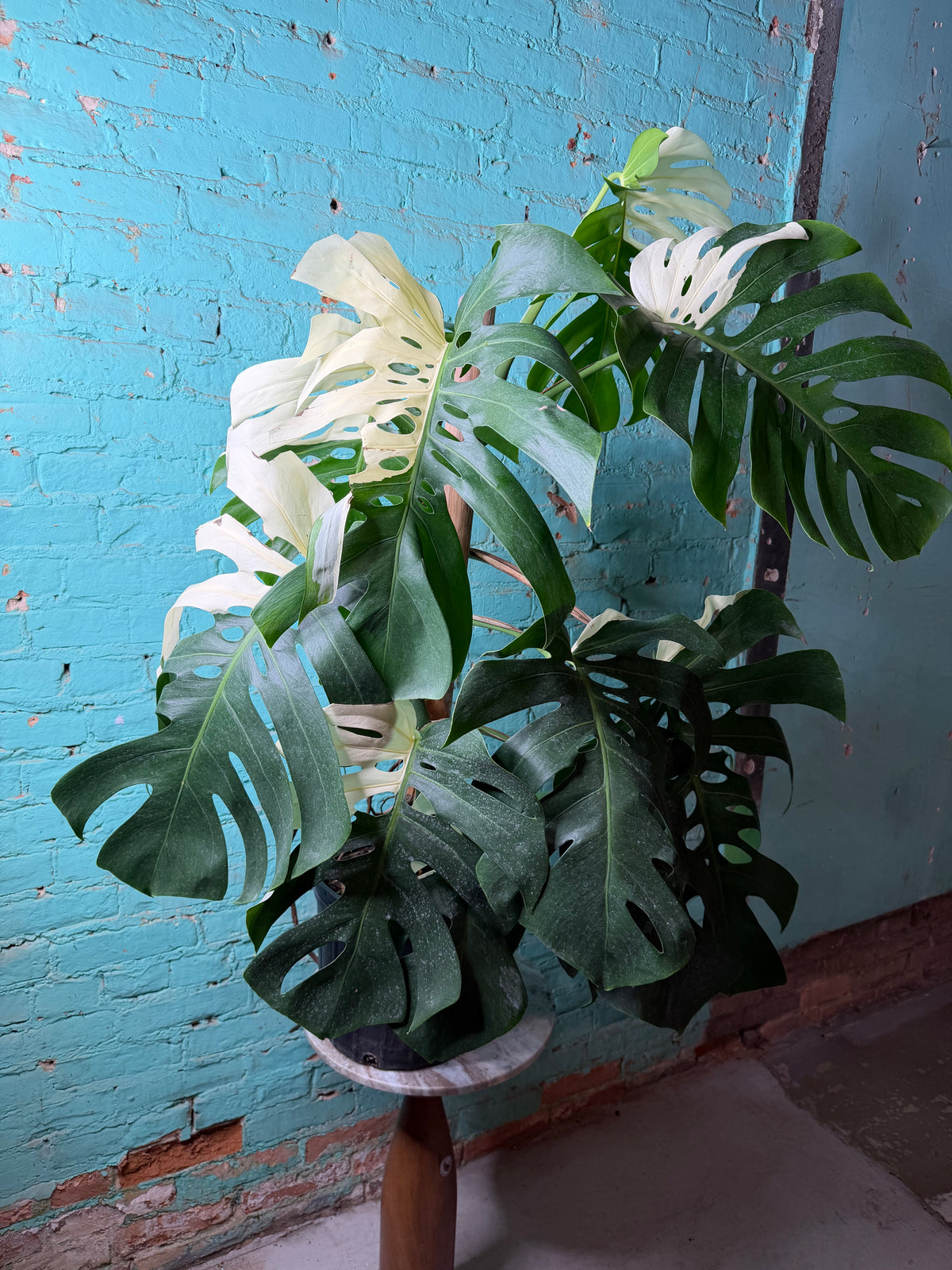 Monstera Deliciosa Albo 10”
