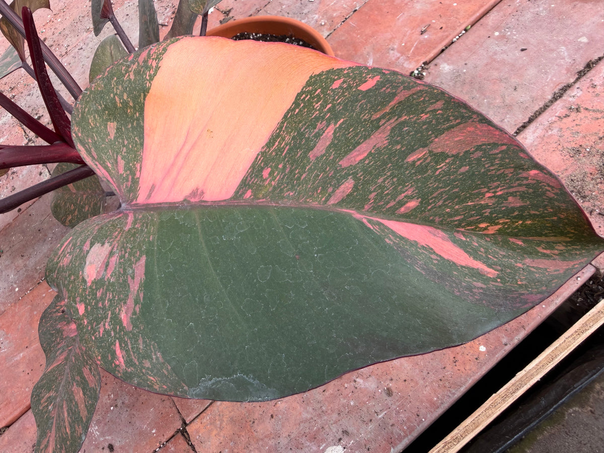 Philodendron Orange Princess 8”