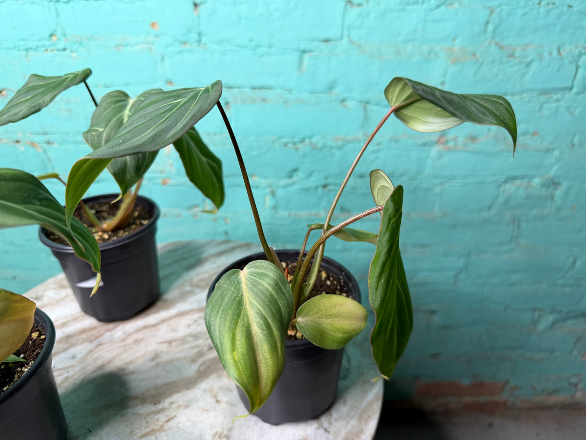 Philodendron Gloriosum 4”