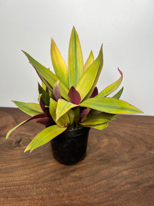 Tradescantia Spathacea “Moses in the cradle”