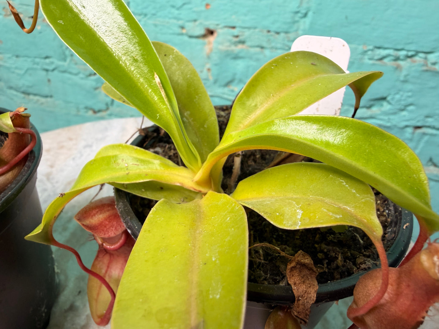 Nepenthes Pitcher Plant “Alata” 4”