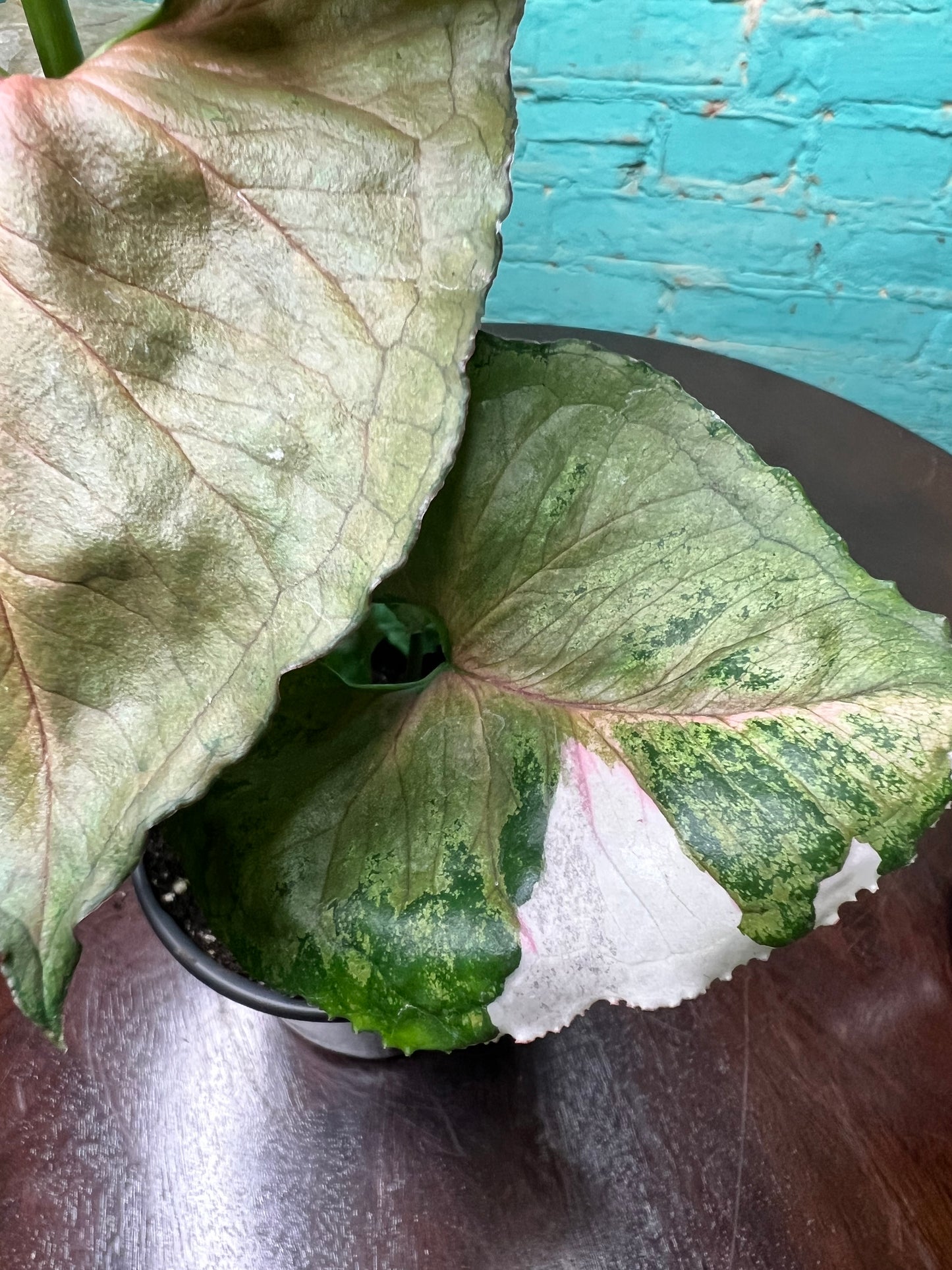 Syngonium Strawberry Ice 4”