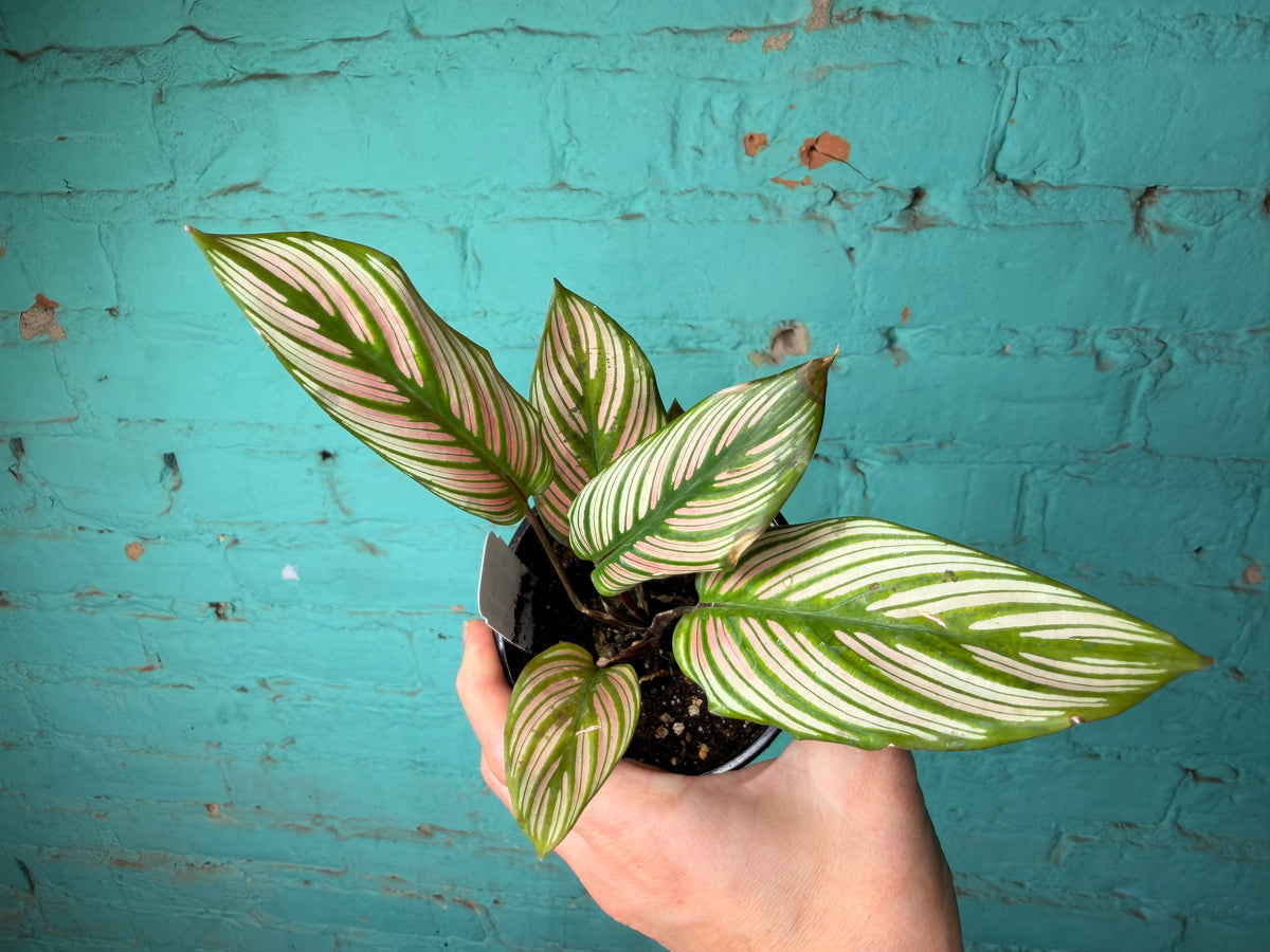 Calathea White Star 4”