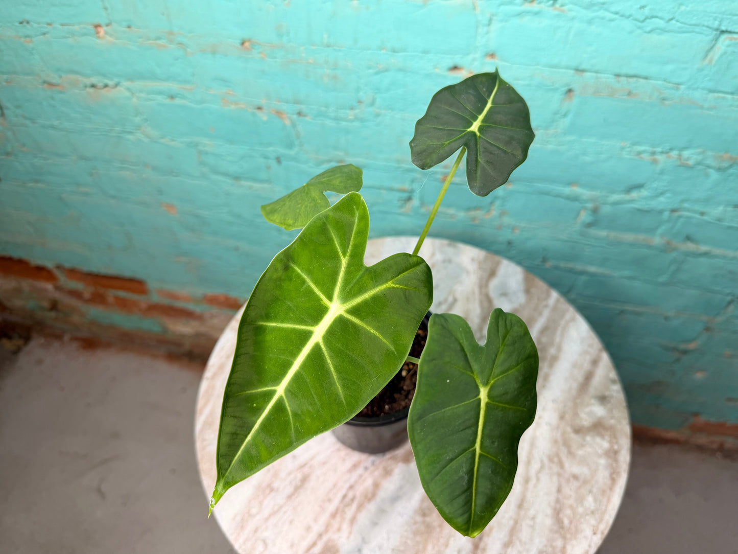 Alocasia Frydrek 4”