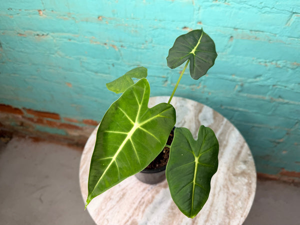 Alocasia Frydrek 4”