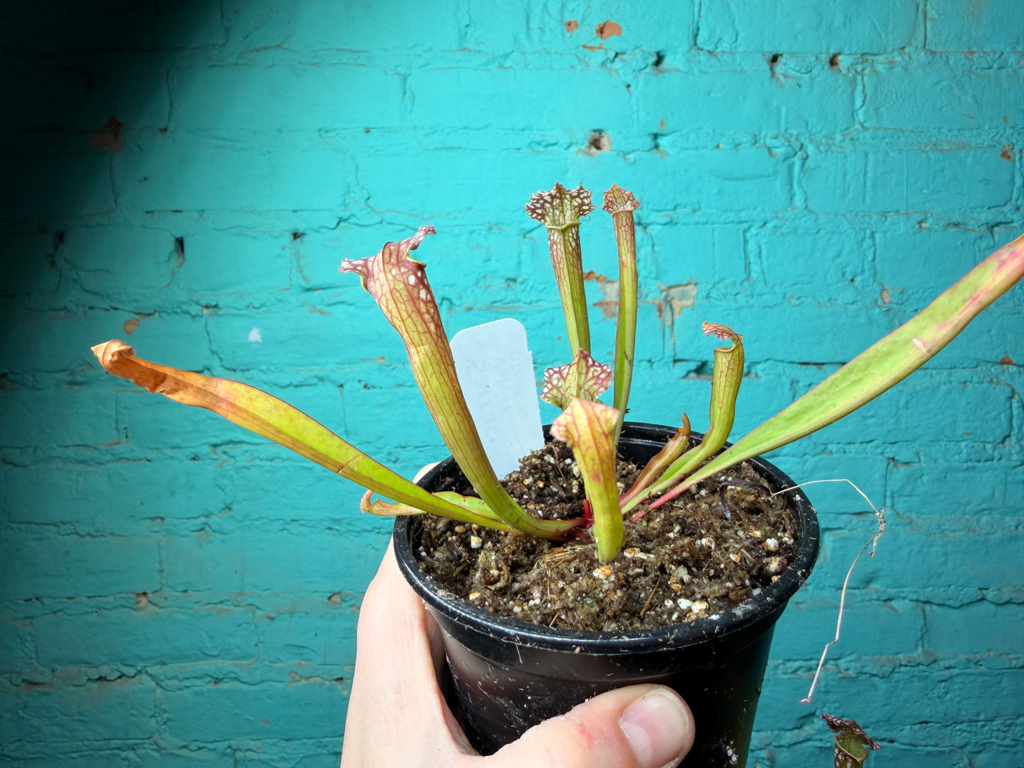 Sarracenia Velvet 4”