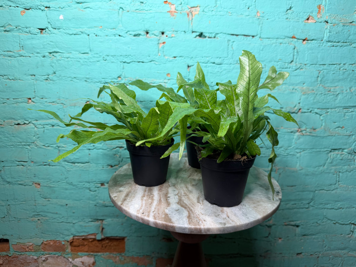 Crocodile Fern 4”