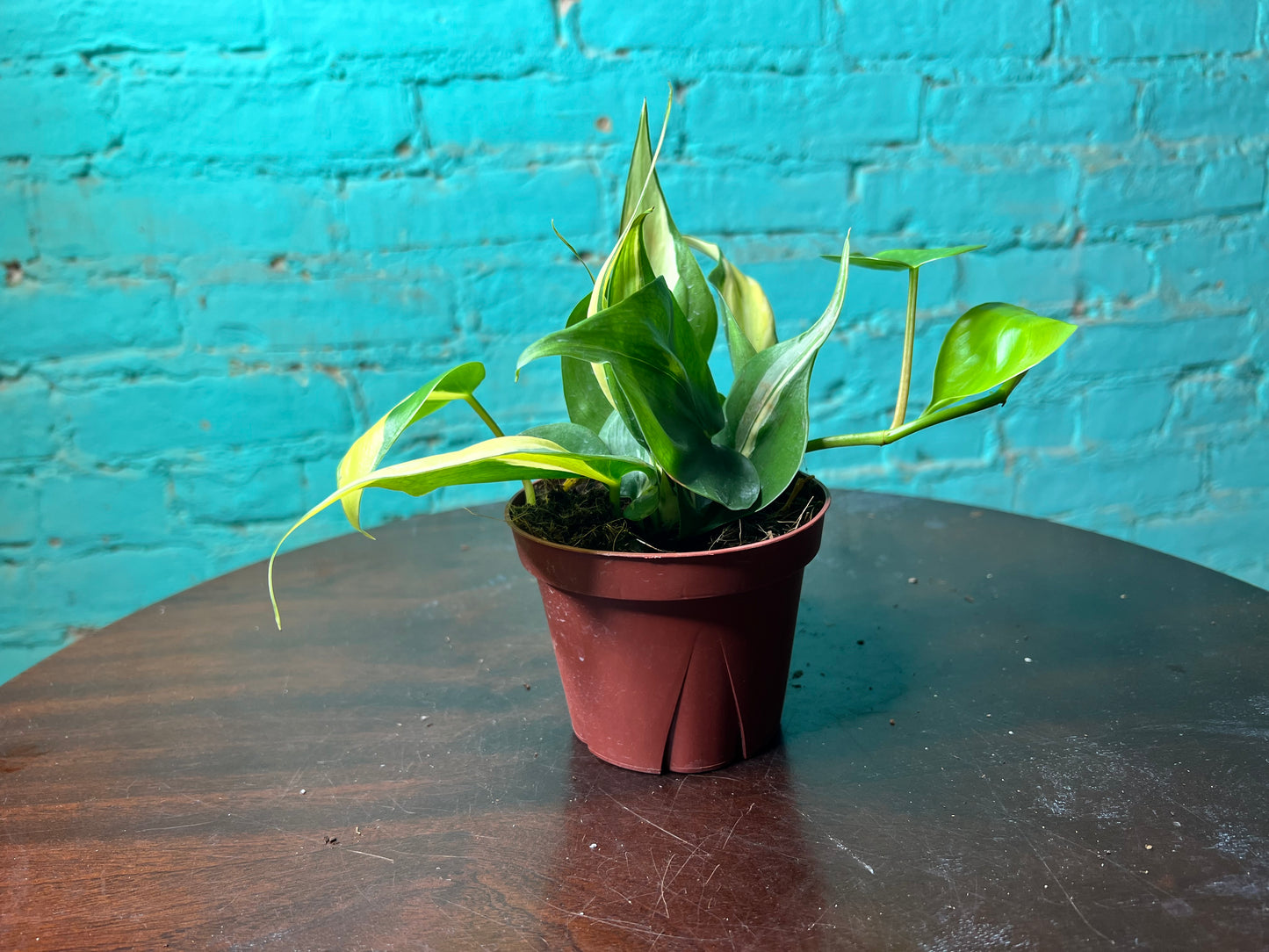 Philodendron Silver Stripe 4”