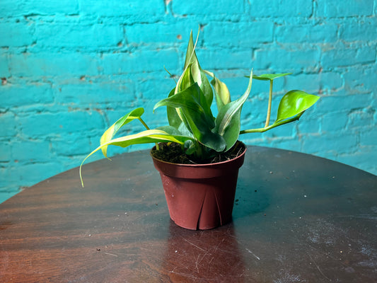 Philodendron Silver Stripe 4”