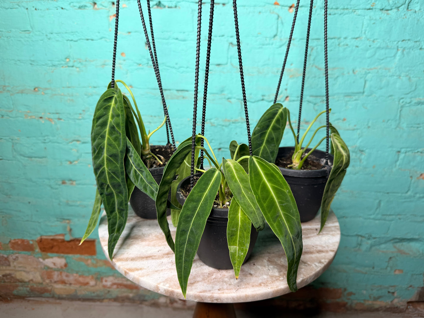 Anthurium Warocqueanun Basket- 😍