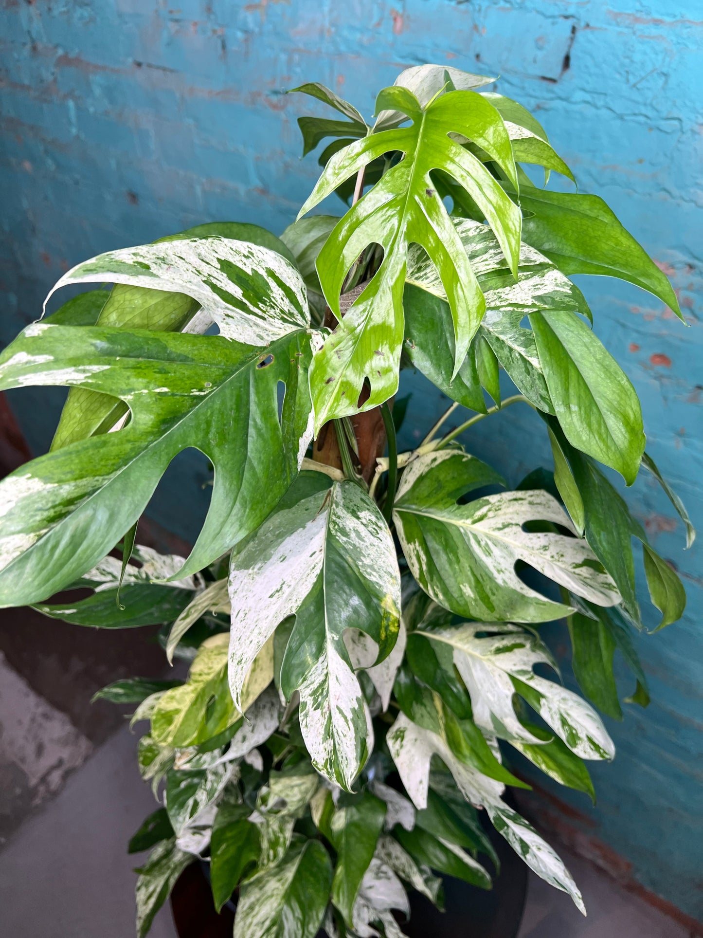 Epipremnum Pinnatum Marble Flame 10” totem