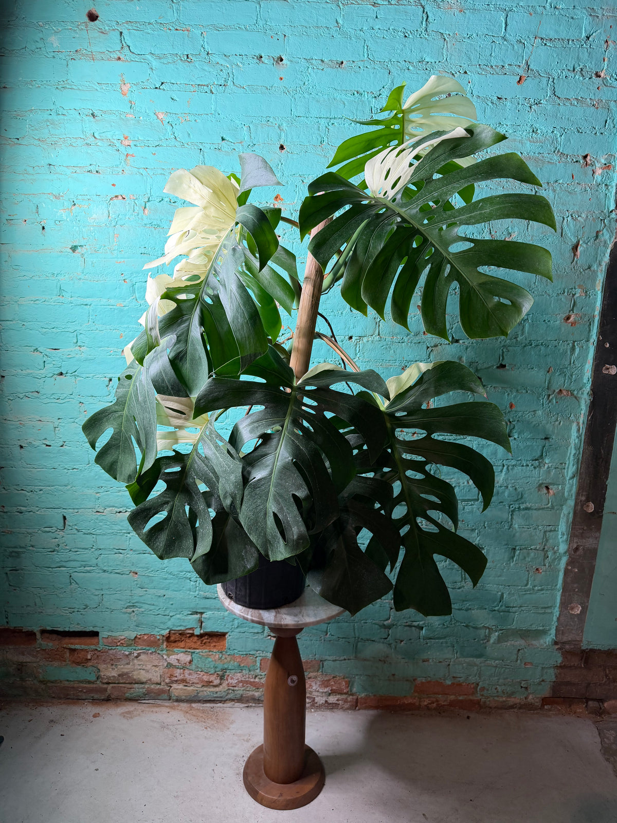 Monstera Deliciosa Albo 10”