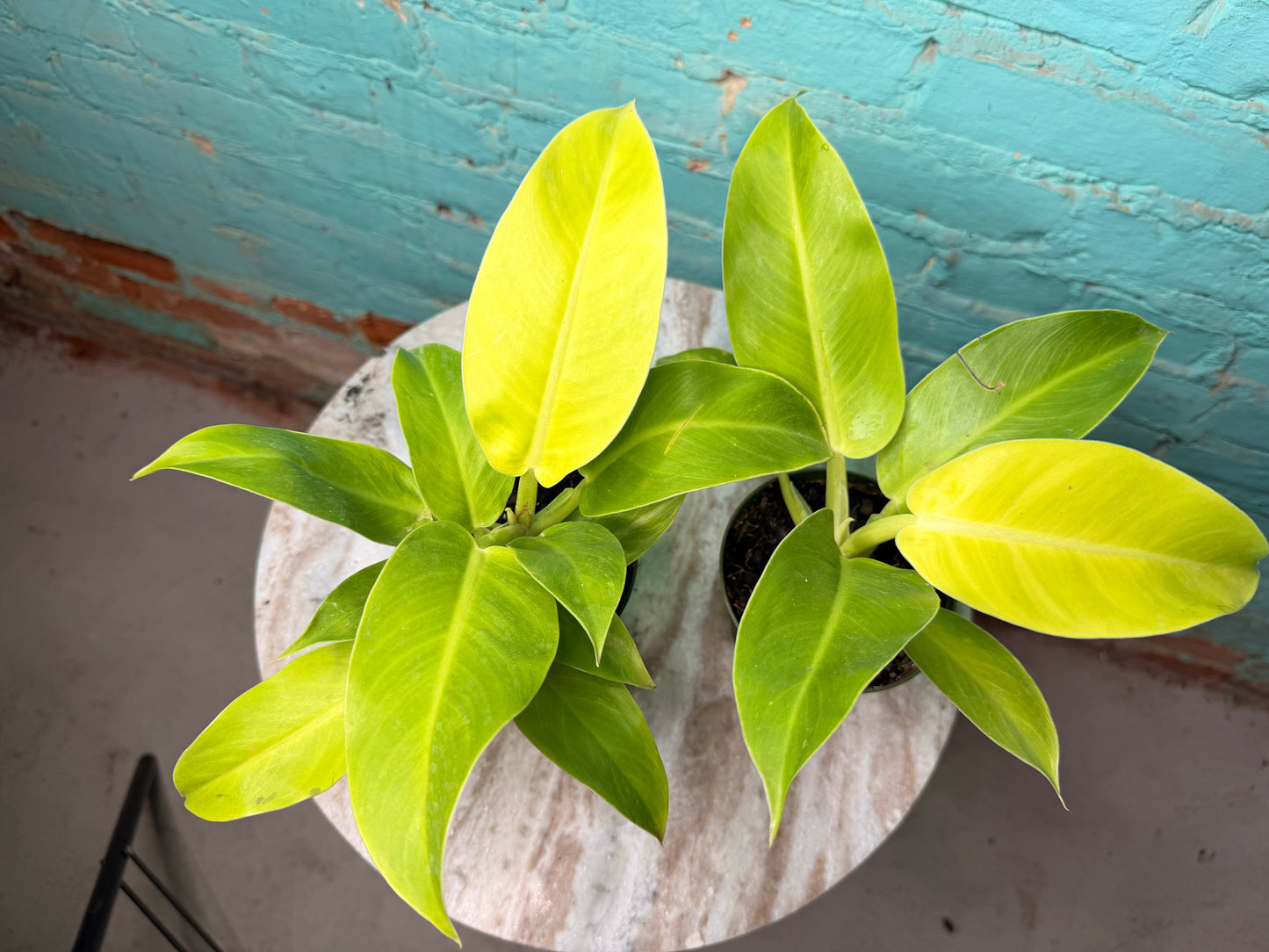 Philodendron Moonlight 4”