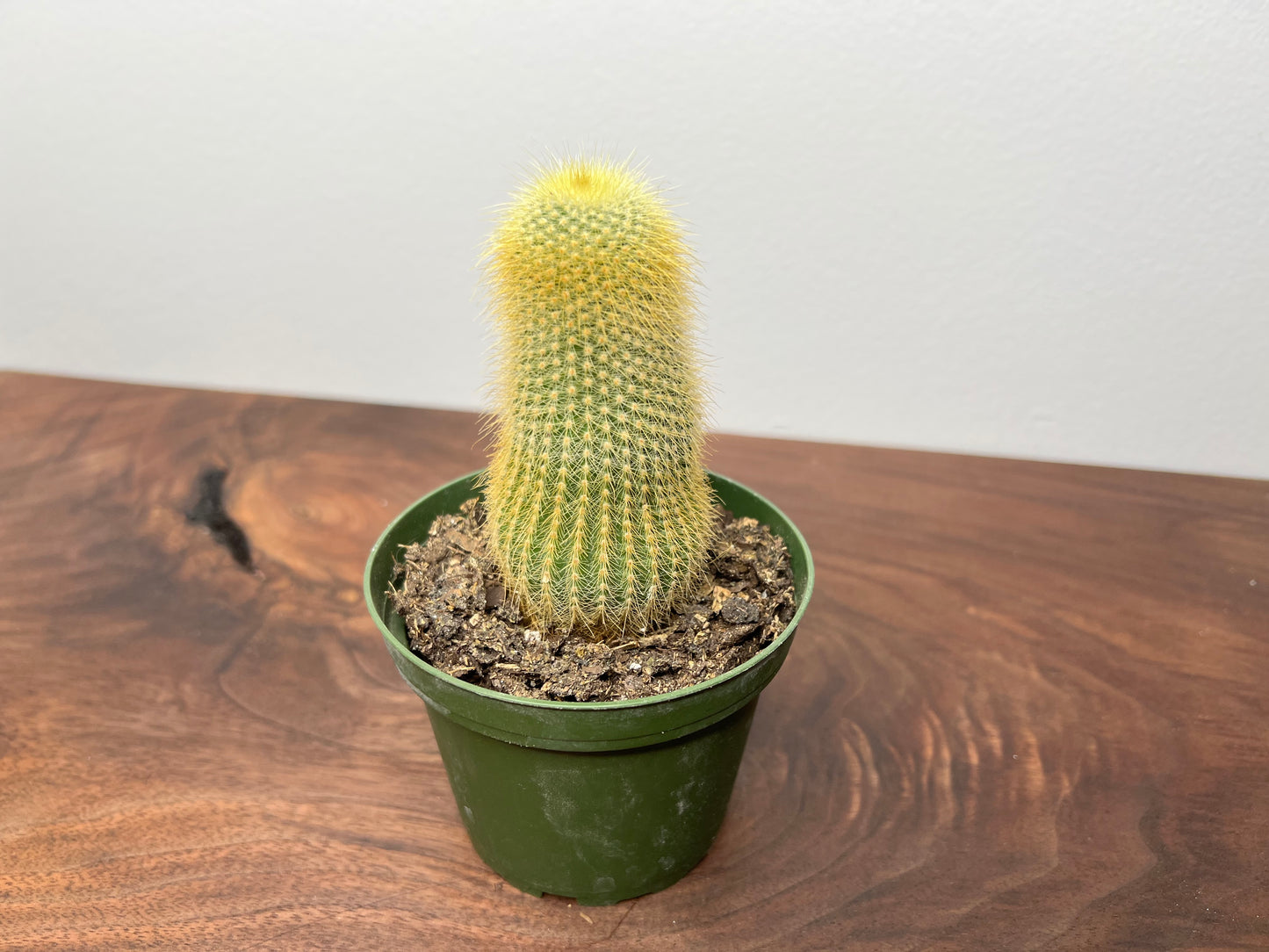 Cactus 4”