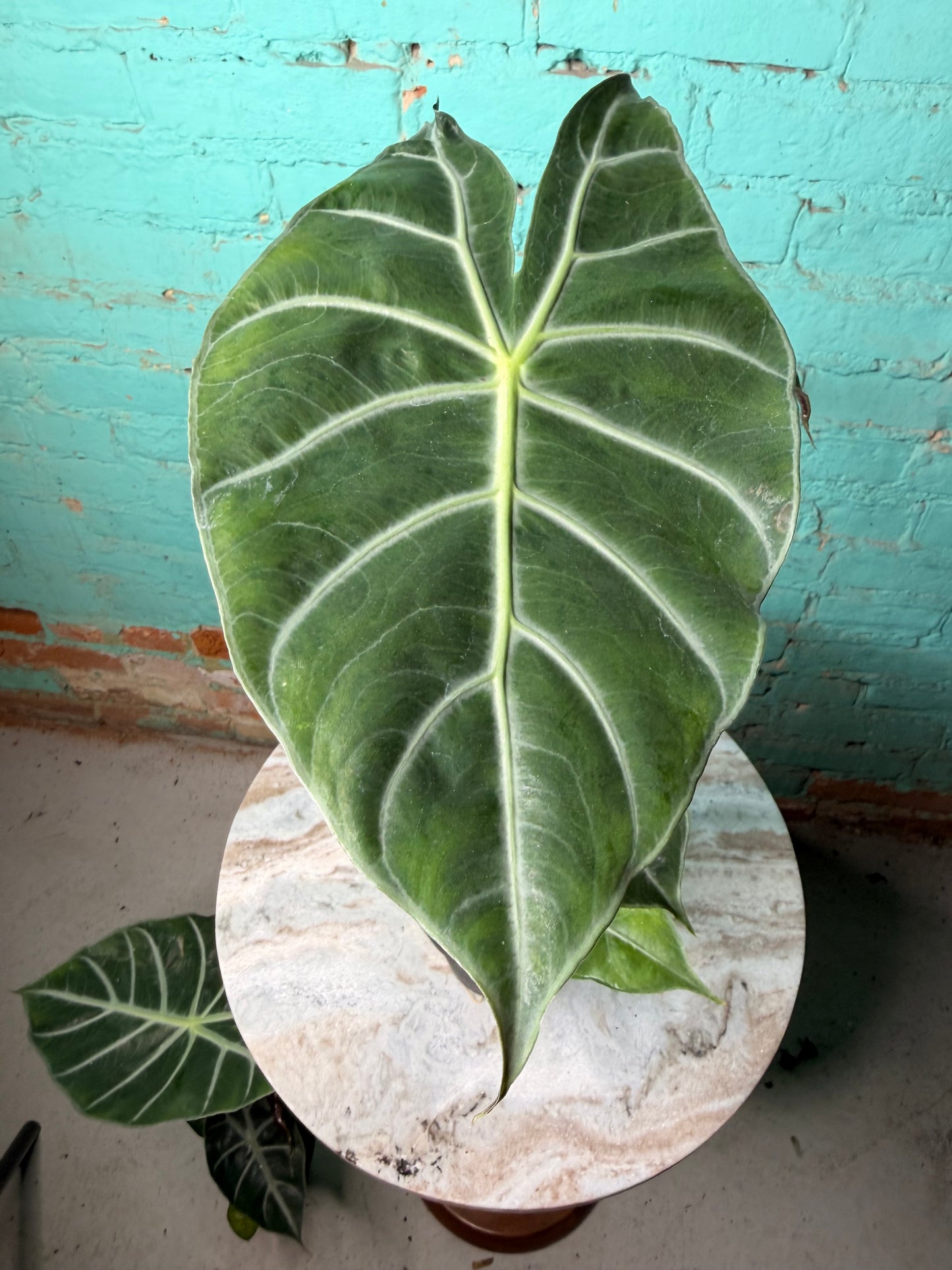 Alocasia Morocco (Pink Dragon) 4”